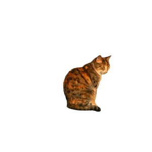 A Calico Cat Sits On A Ledge, Casting A Shadow In The Warm Evening Light. 20007 - Cat PNG image with transparent background